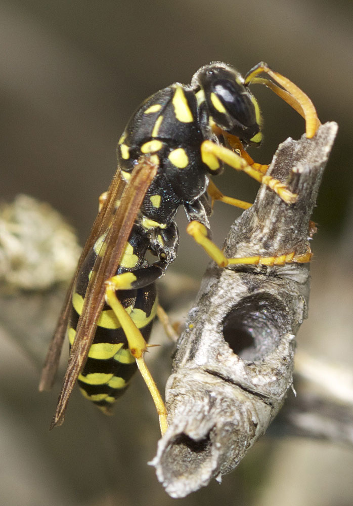  Polistes gallicus (Linnaeus, 1767)