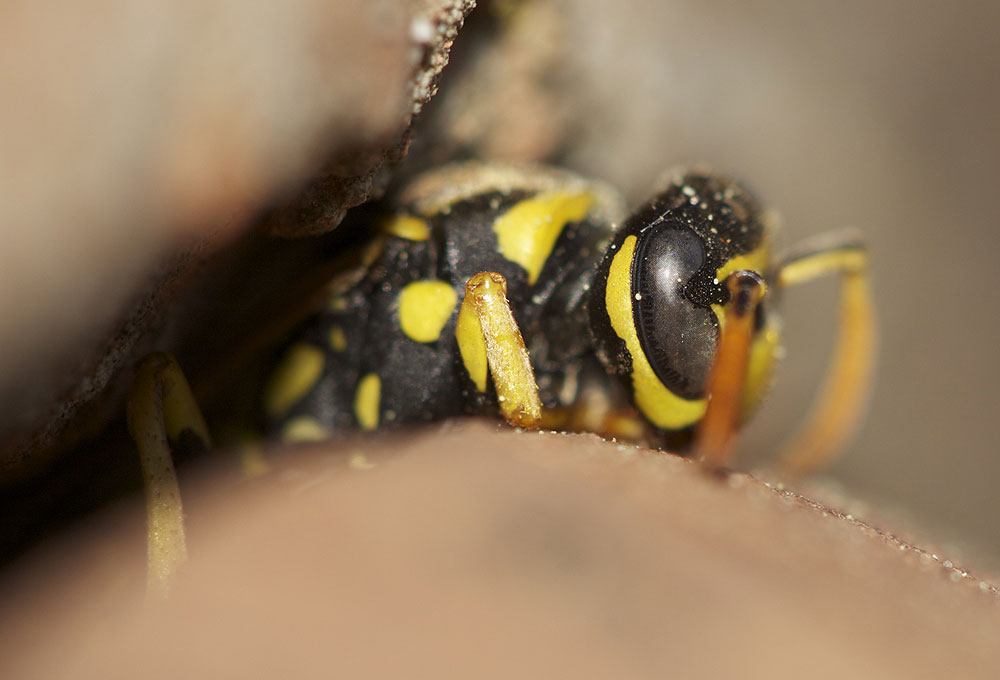 Guêpe poliste Polistes dominula (Christ, 1791)