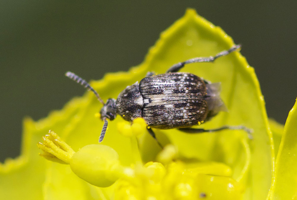  Bruchus Linnaeus, 1767