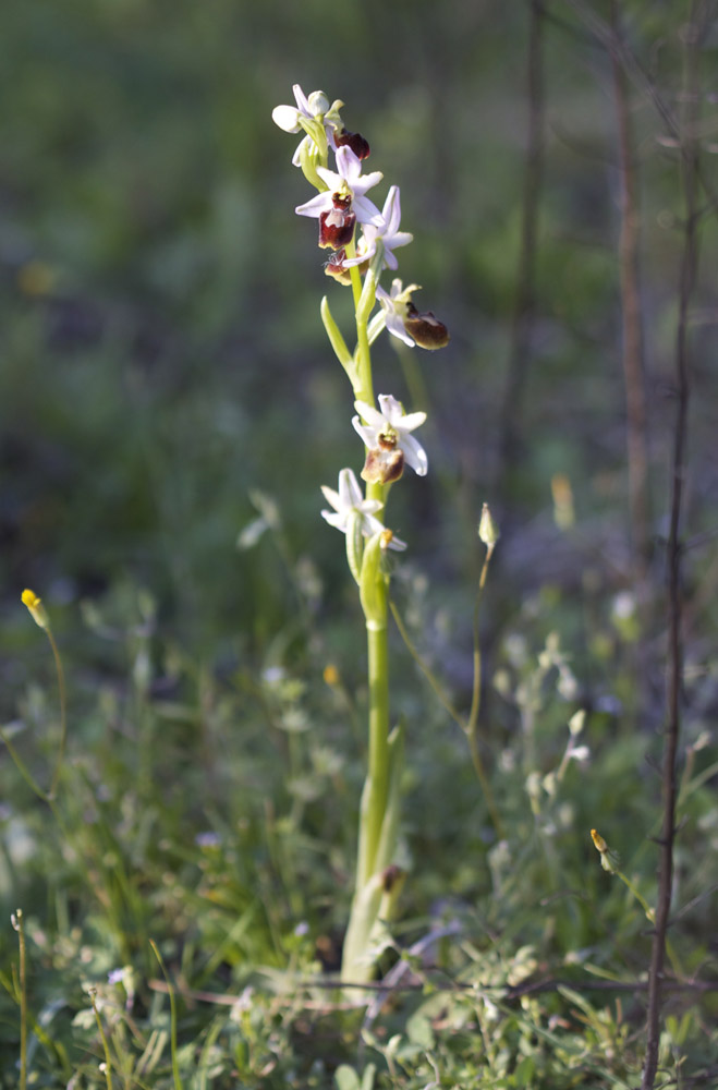 Ophrys Araignée, Ophrys en forme d'araignée, Ophry Ophrys arachnitiformis Gren. & M.Philippe, 1860