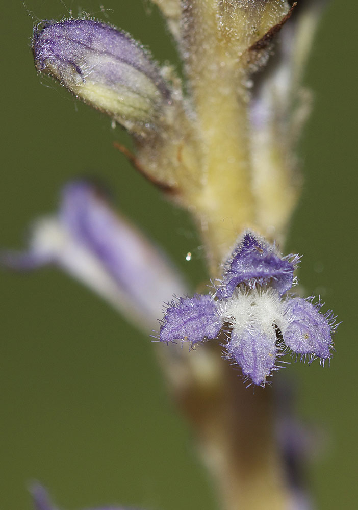 Orobanche rameuse, Orobanche ramifiée Phelipanche ramosa (L.) Pomel, 1874