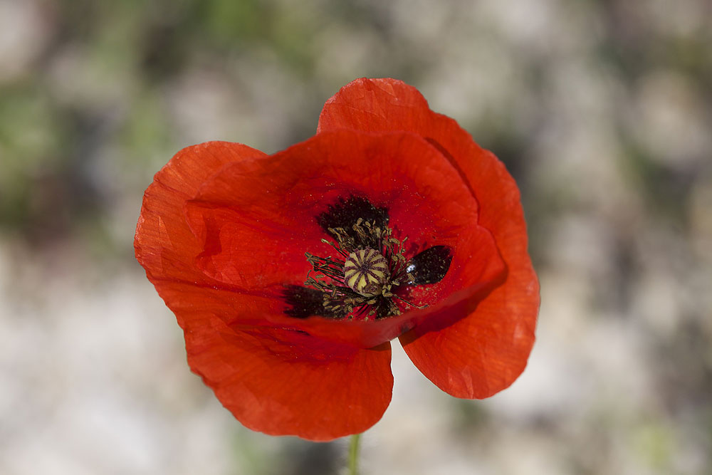 Coquelicot Papaver rhoeas L., 1753
