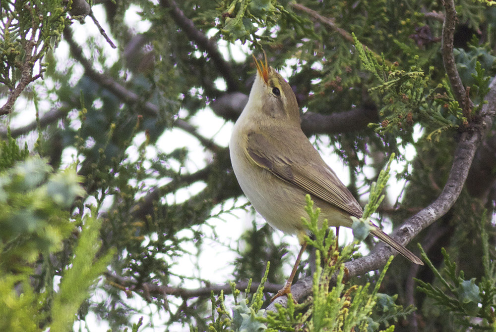 Pouillot fitis Phylloscopus trochilus (Linnaeus, 1758)
