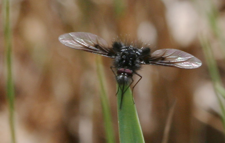 Bombylella atra (Scopoli, 1763)