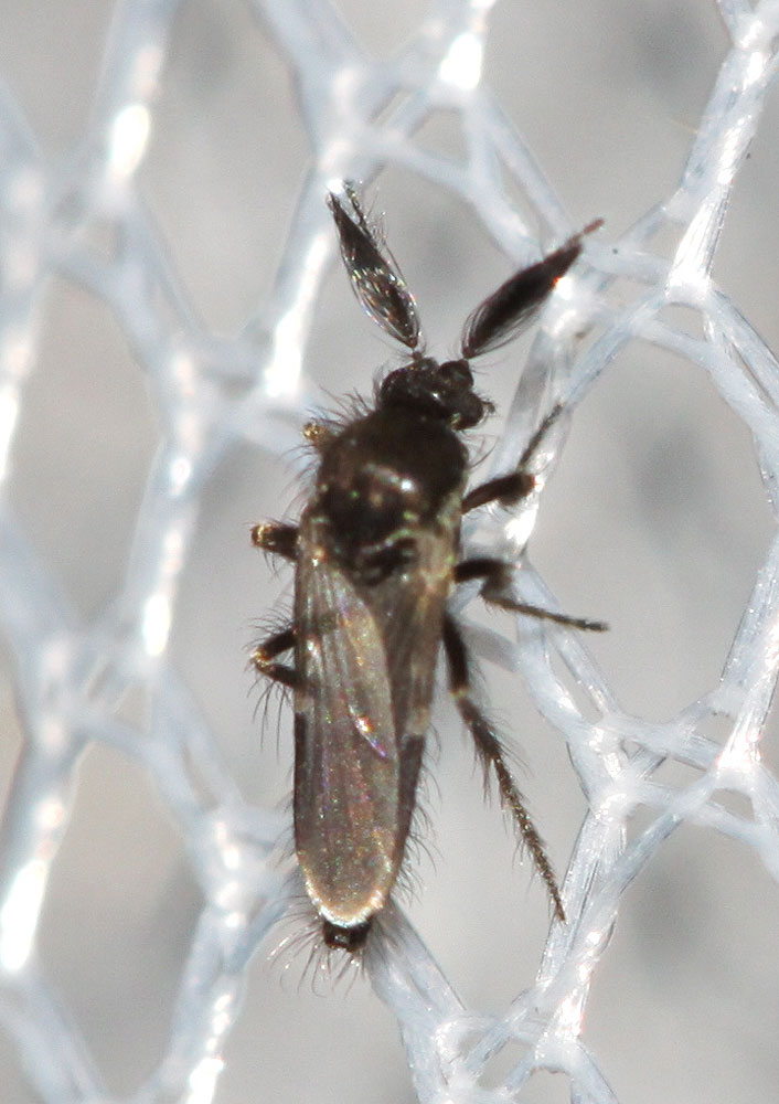 Forcipomyia Meigen, 1818