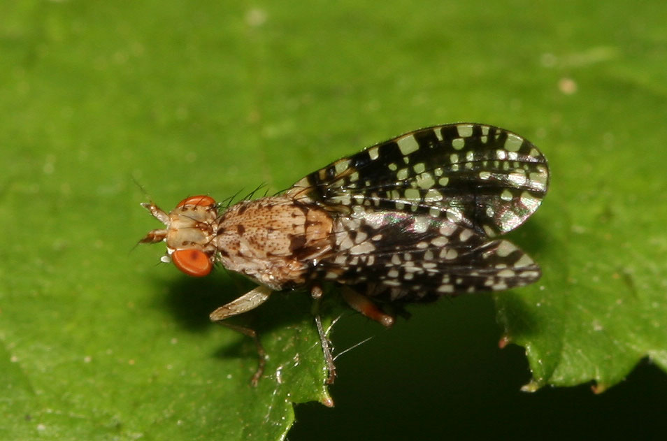  Trypetoptera punctulata (Scopoli, 1763)