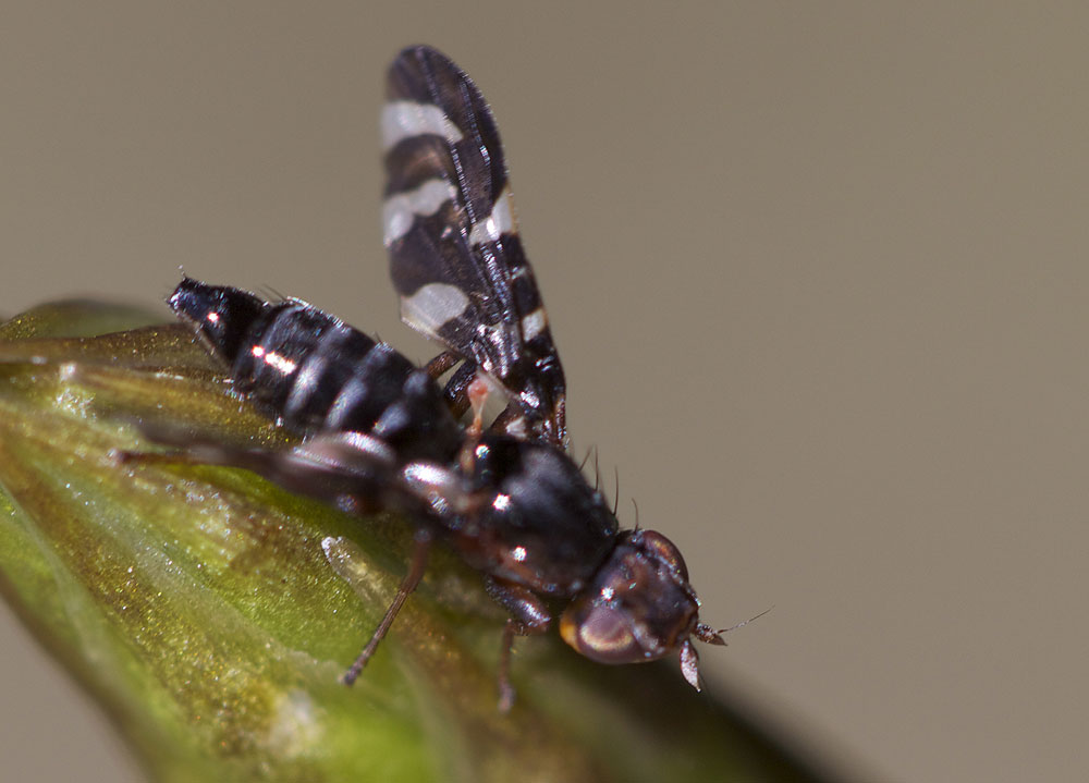 Plioreocepta poeciloptera (Schrank, 1776)