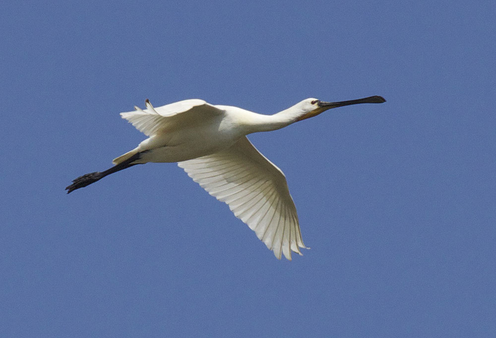 Spatule blanche Platalea leucorodia Linnaeus, 1758