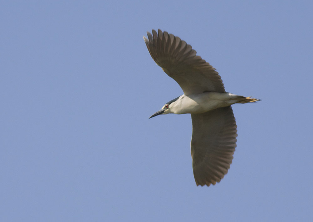 Héron bihoreau, Bihoreau gris Nycticorax nycticorax (Linnaeus, 1758)