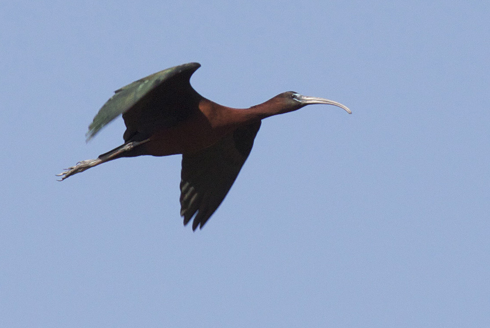 Ibis falcinelle Plegadis falcinellus (Linnaeus, 1766)