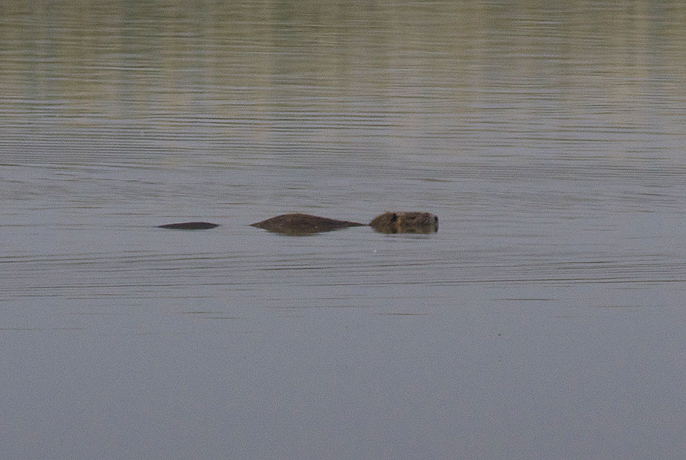 Ragondin Myocastor coypus (Molina, 1782)