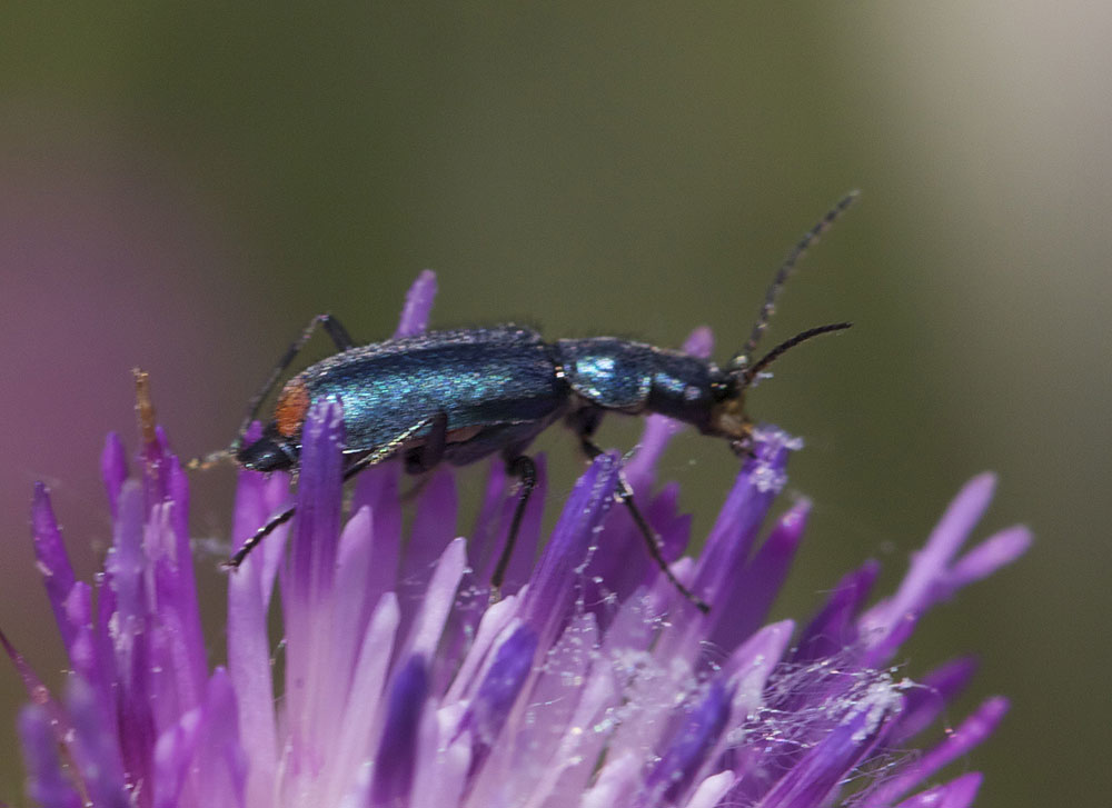 Malachie à deux points Malachius bipustulatus (Linnaeus, 1758)