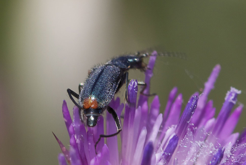 Malachie à deux points Malachius bipustulatus (Linnaeus, 1758)