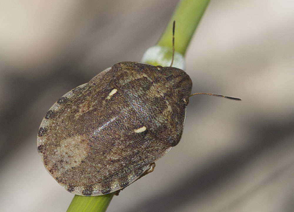 Eurygaster maura (Linnaeus, 1758)