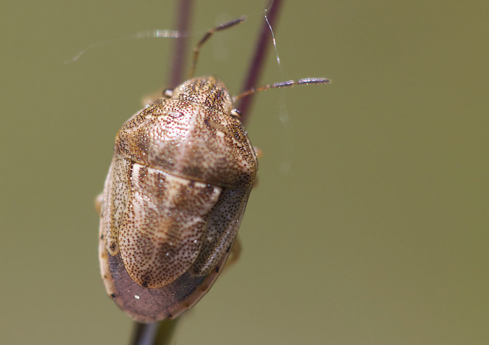 Neottiglossa leporina (Herrich-Schäffer, 1830)