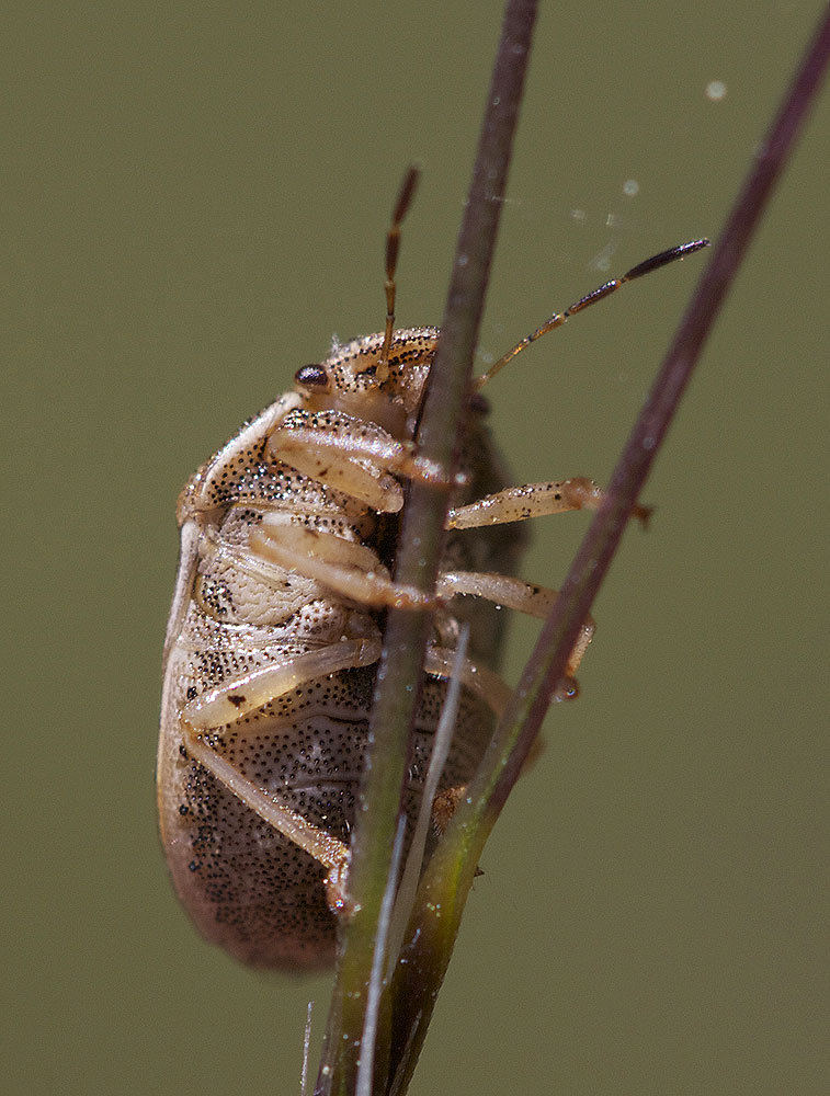 Neottiglossa leporina (Herrich-Schäffer, 1830)