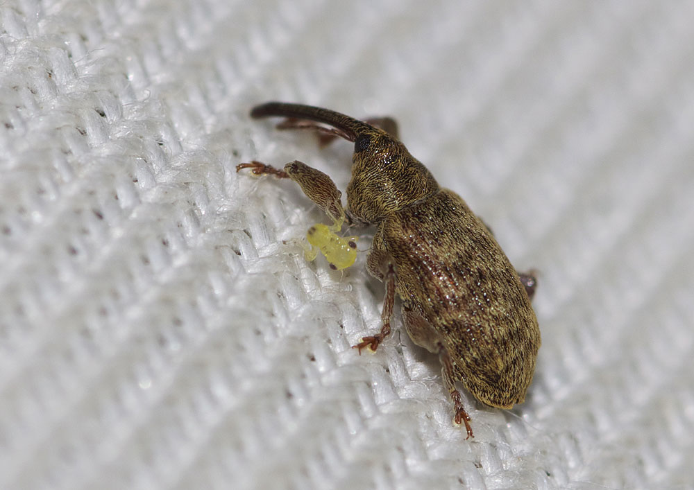 Dorytomus Germar, 1817