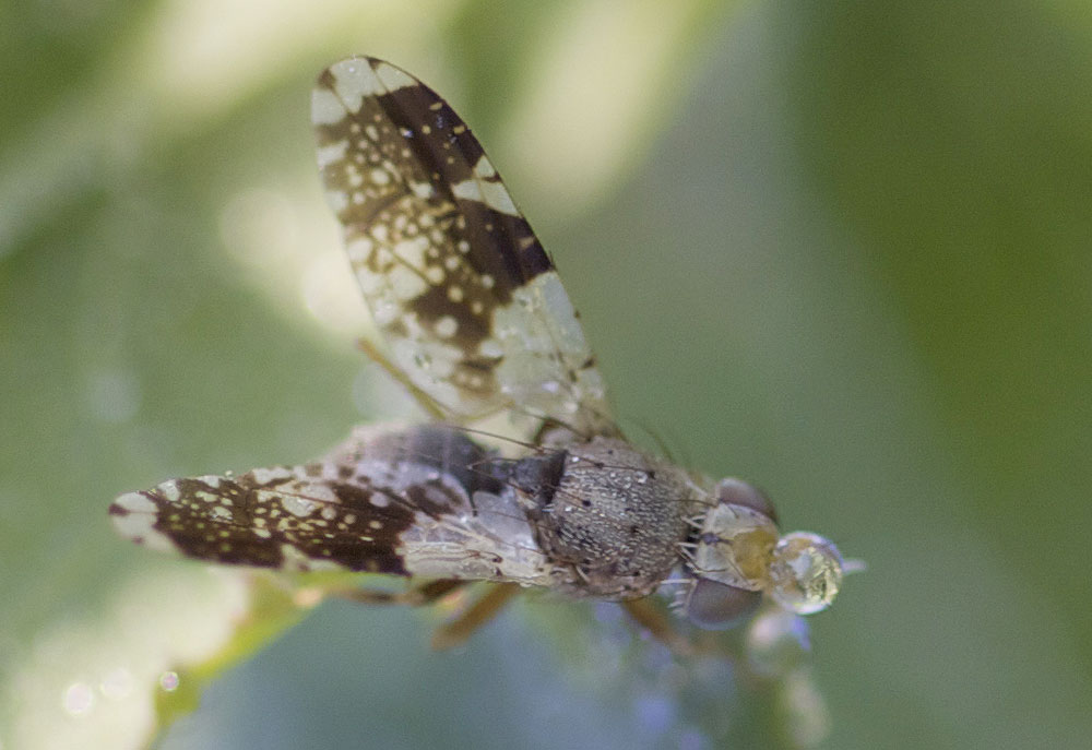 Tephritis formosa (Loew, 1844)