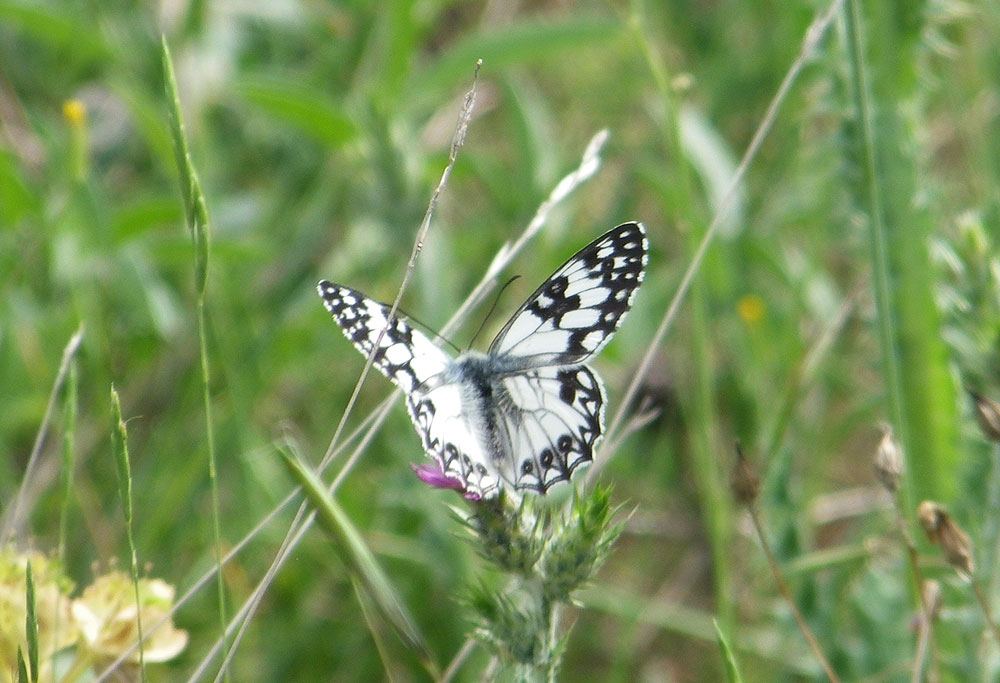Échiquier d'Occitanie (L'), Demi-Deuil occitan (Le Melanargia occitanica (Esper, 1793)