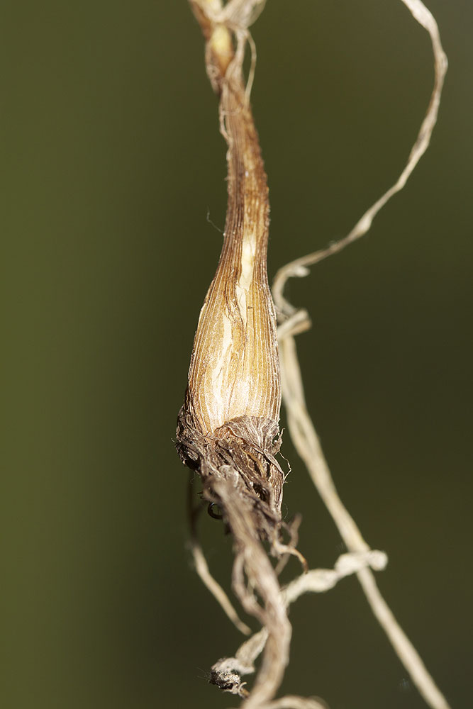Vulpin bulbeux Alopecurus bulbosus Gouan, 1762