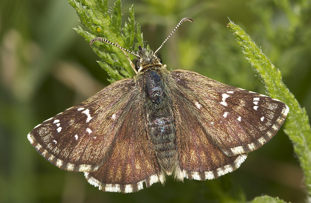 Hespérie de l'Alchémille (L'), Hespérie de l'Armoi Pyrgus serratulae (Rambur, 1839)