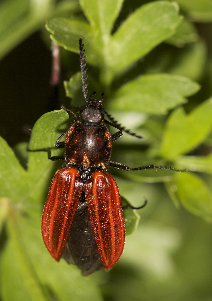 Anostirus purpureus (Poda, 1761)