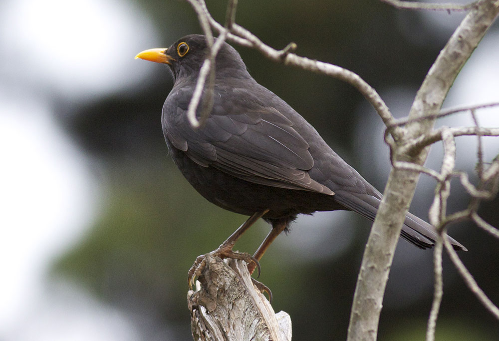 Merle noir Turdus merula Linnaeus, 1758