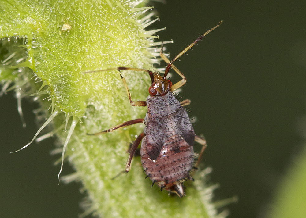  Capsus ater (Linnaeus, 1758)