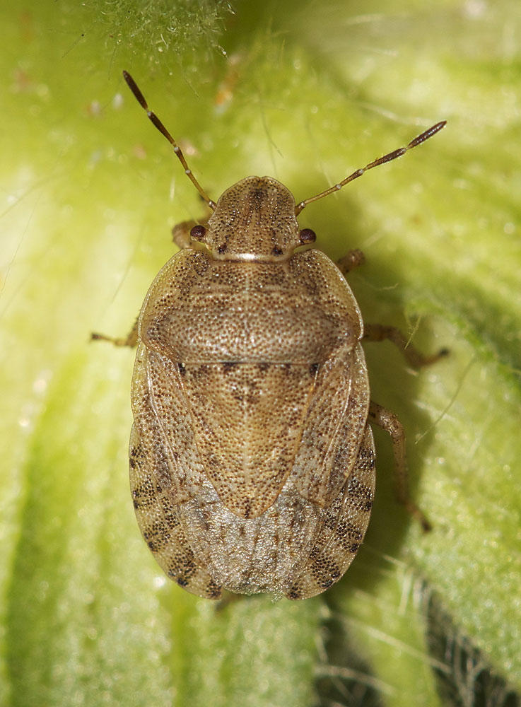 Sciocoris macrocephalus Fieber, 1851