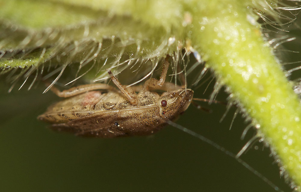 Sciocoris macrocephalus Fieber, 1851