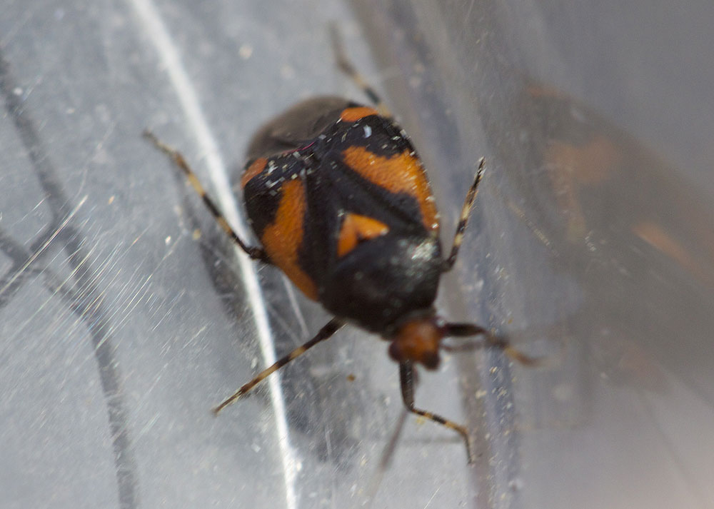  Deraeocoris schach (Fabricius, 1781)