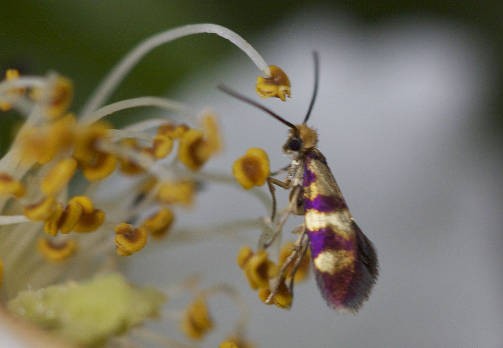 Micropterix aglaella (Duponchel, 1840)