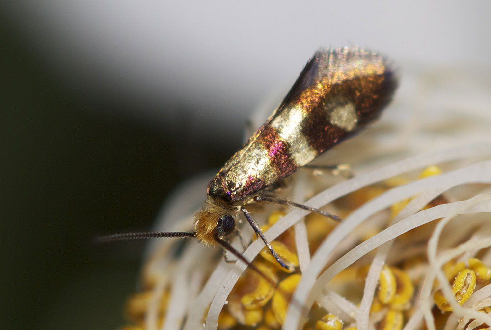 Micropterix aglaella (Duponchel, 1840)