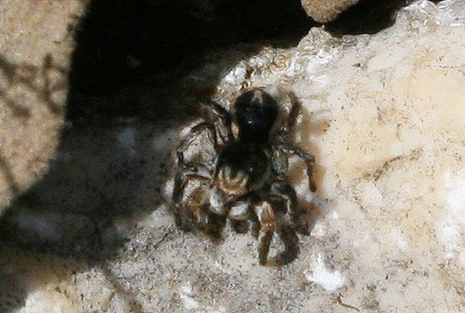 Saltique marqué Aelurillus v-insignitus (Clerck, 1758)