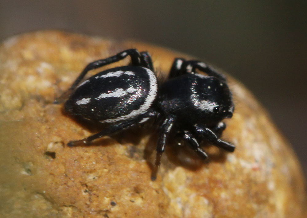  Heliophanus melinus L. Koch, 1867