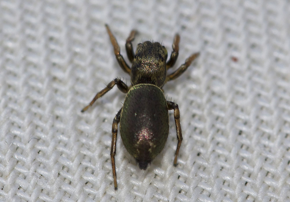 Le  Heliophanus auratus C.L. Koch, 1835