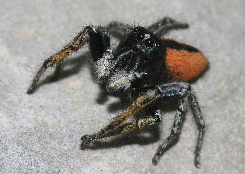 Saltique sanguinolent Philaeus chrysops (Poda, 1761)