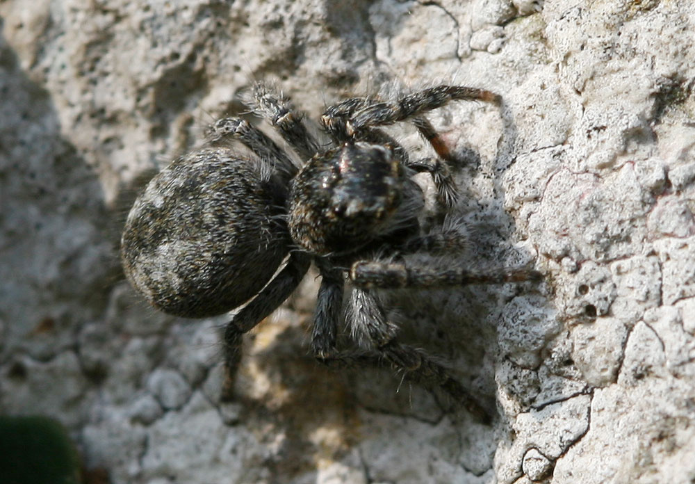 Saltique sanguinolent Philaeus chrysops (Poda, 1761)