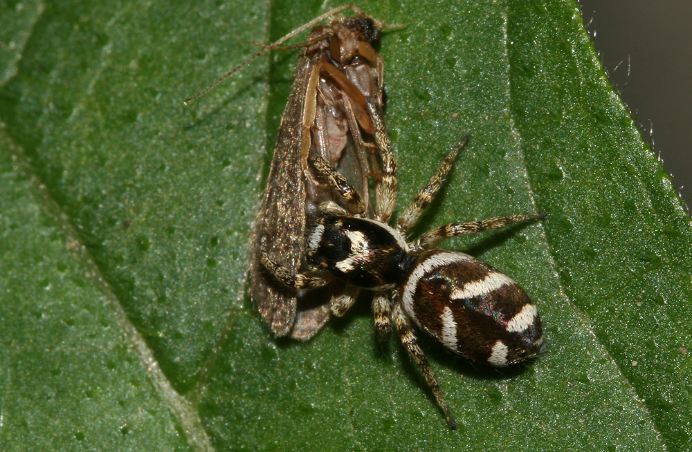 Saltique arlequin Salticus scenicus (Clerck, 1758)