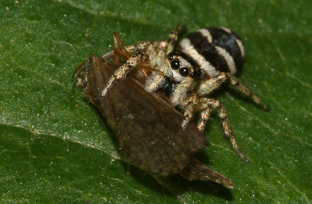 Saltique arlequin Salticus scenicus (Clerck, 1758)