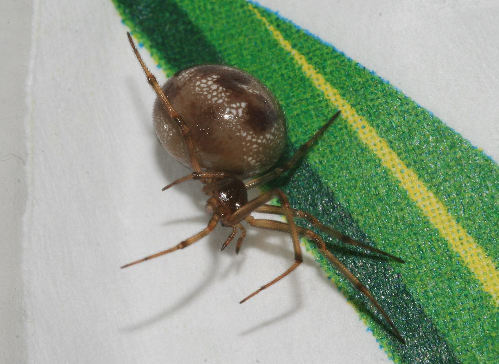  Steatoda triangulosa (Walckenaer, 1802)