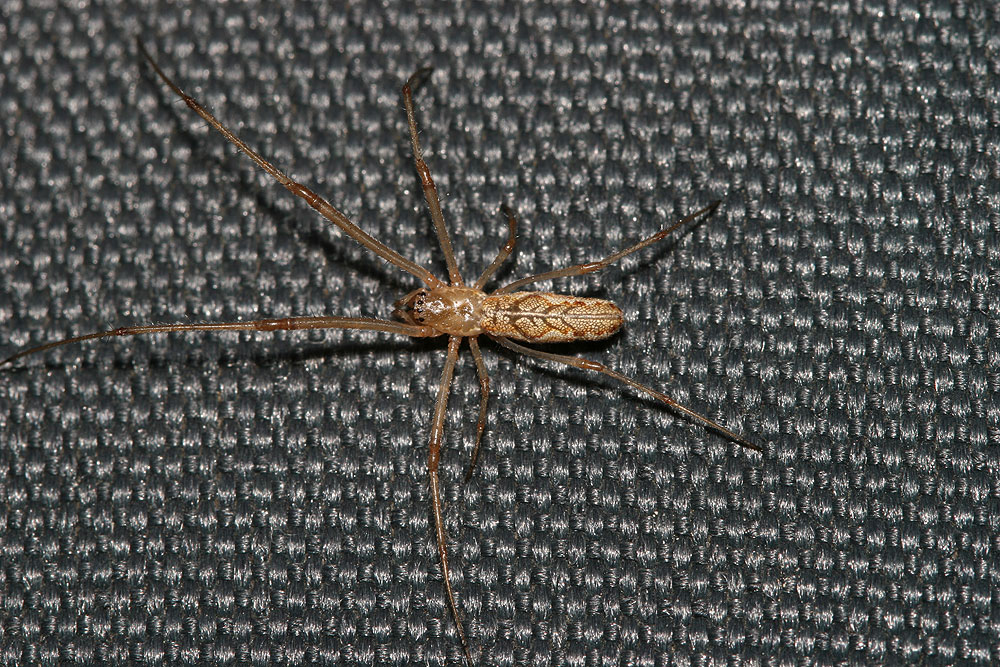 Tétragnathes Tetragnatha extensa (Linnaeus, 1758)