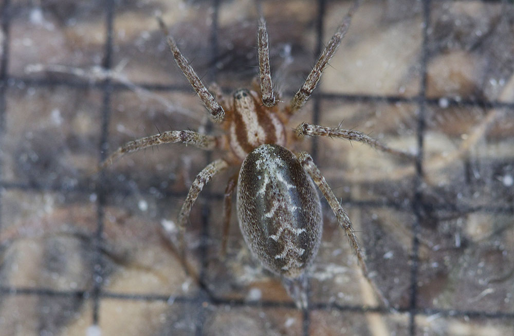 Agélène à labyrinthe Agelena labyrinthica (Clerck, 1758)