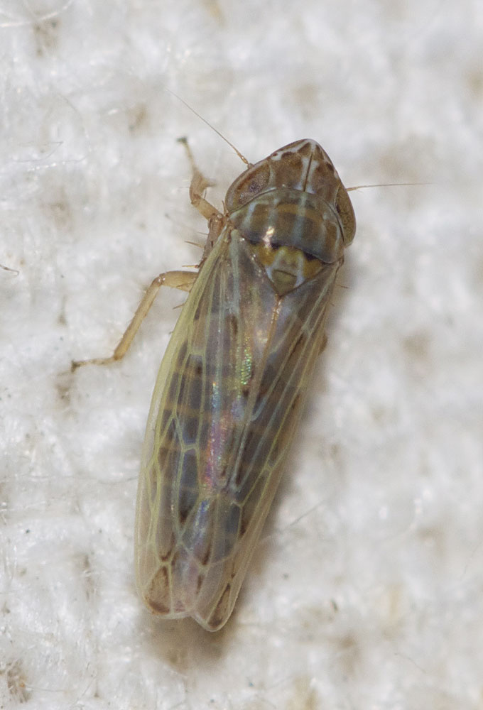  Arocephalus longiceps (Kirschbaum, 1868)