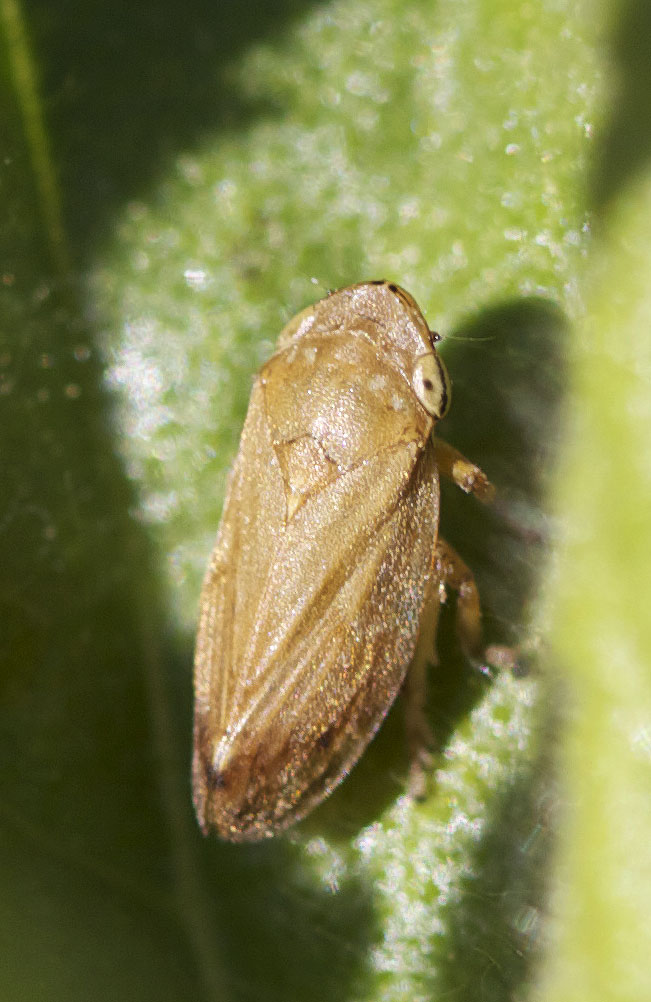 Philène spumeuse Philaenus spumarius (Linnaeus, 1758)
