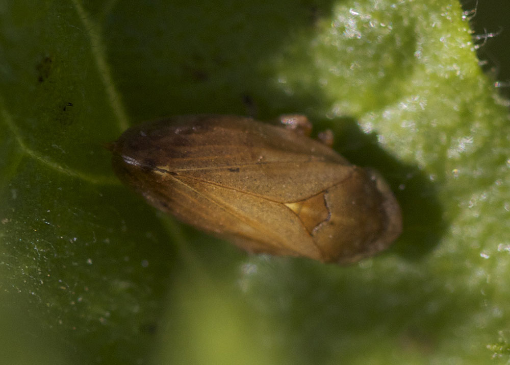 Philène spumeuse Philaenus spumarius (Linnaeus, 1758)