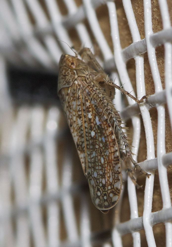  Phlepsius intricatus (Herrich-Schäffer, 1838)