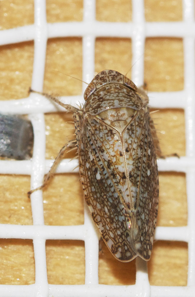 Phlepsius intricatus (Herrich-Schäffer, 1838)