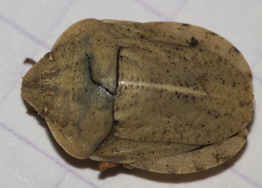 Eurygaster austriaca (Schrank, 1776)