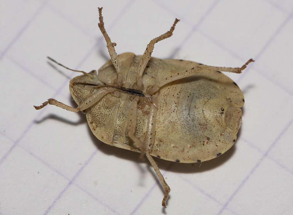 Eurygaster austriaca (Schrank, 1776)